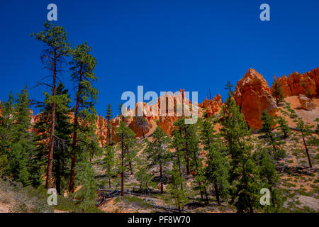 Belle vue extérieure de pinyon pinède Bryce Canyon National Park Utah Banque D'Images