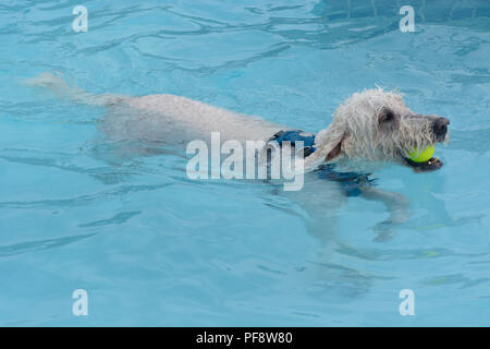 Labradoodle chien blanc avec balle de tennis dans la bouche la natation en piscine Banque D'Images