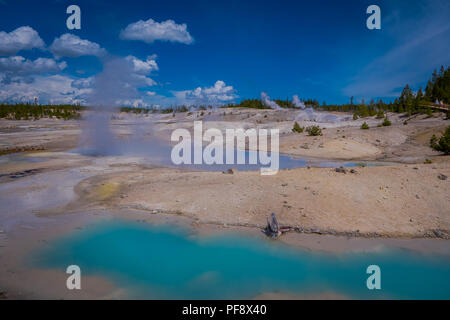 L'eau des bassins de couleur colorée parsèment le paysage du Norris Geyser Basin dans le Parc National de Yellowstone. Banque D'Images