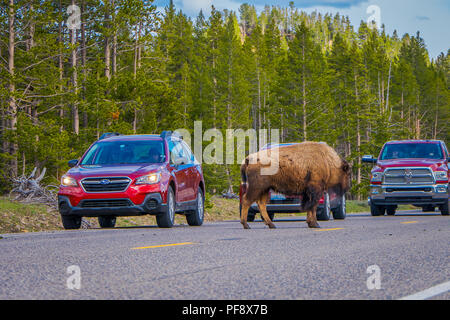 YELLOWSTONE, Montana, USA 24 mai 2018 : vue extérieure du bison américain traversent la route dans le Parc National de Yelowstone Banque D'Images