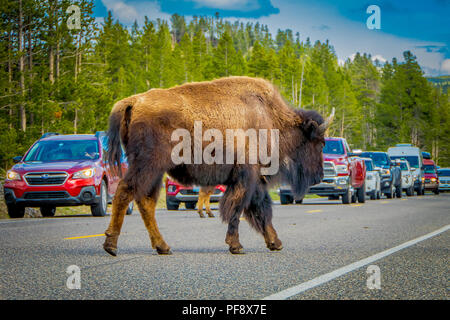 YELLOWSTONE, Montana, USA 24 mai 2018 : vue extérieure du bison américain traversent la route dans le Parc National de Yelowstone Banque D'Images