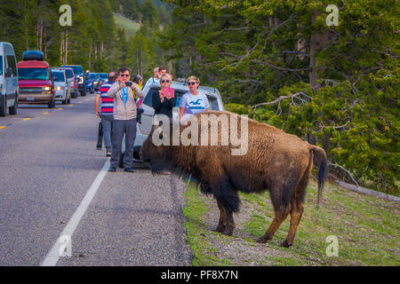 YELLOWSTONE, Montana, USA 24 mai 2018 : vue extérieure de personnes non identifiées de la prise de vue en grand bison d'Amérique dans le parc national du Yelowstone en route Banque D'Images