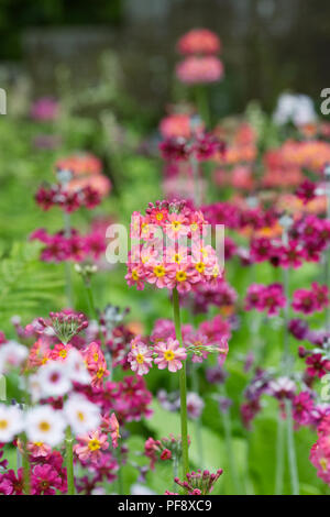 Primula Candelabra hybrides. Banque D'Images