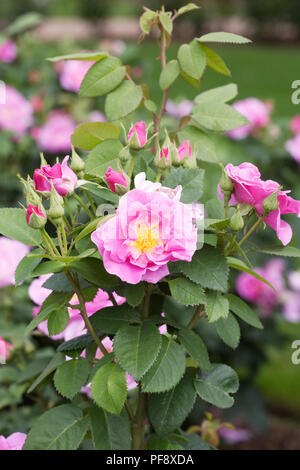 Rosa la chance ! 'Frylucy' fleurs. Banque D'Images