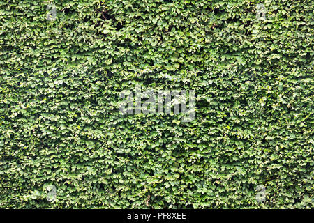 Mur de feuilles vertes. Seamless pattern sans fin. Banque D'Images