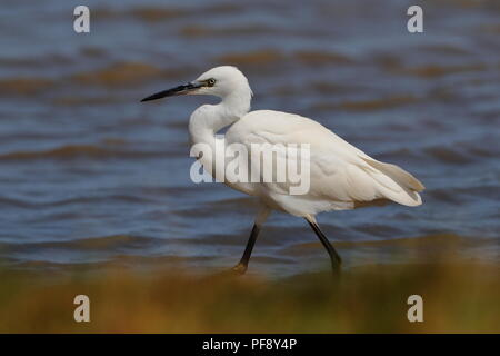Les jeunes l'Aigrette garzette Banque D'Images