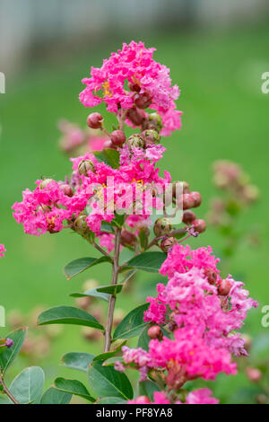 Lagerstroemia indica, fleurs d'un rose chaud Crepe Myrtle. New York, USA. Banque D'Images