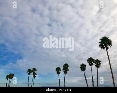 Vue panoramique sur les Palmiers et ciel bleu et nuages sur la plage de Santa Cruz, California USA Banque D'Images