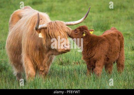 La mère et le veau, vaches Highland, Ecosse, Trossachs, 26 mai 2018 Banque D'Images