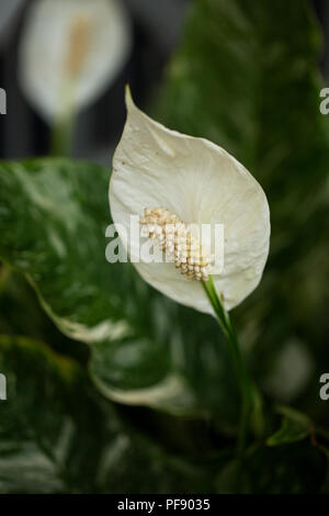La paix panachée (Lily) Spathiphyllum variété Domino, dans la famille Araceae. Banque D'Images