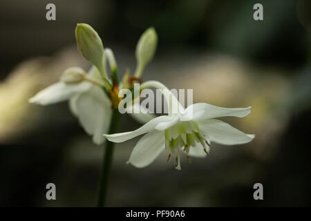 Amazon lily (Eucharis amazonica), une délicate fleur blanche du Pérou. Banque D'Images