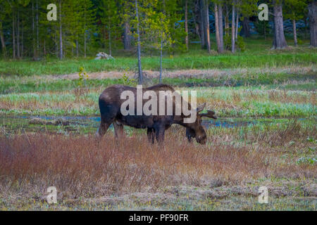 Les orignaux mâchonnant sur saules dans le Parc National de Yellowstone, dans le Wyoming aux USA. Banque D'Images