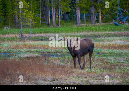 Les orignaux mâchonnant sur saules dans le Parc National de Yellowstone, dans le Wyoming aux USA. Banque D'Images