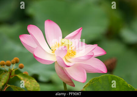 Lotus commune (Nelumbo nucifera), également connu sous le nom de Indian lotus, lotus sacré, le haricot de l'Inde, et l'Égyptien bean, fleurir dans un jardin d'eau en été. Banque D'Images