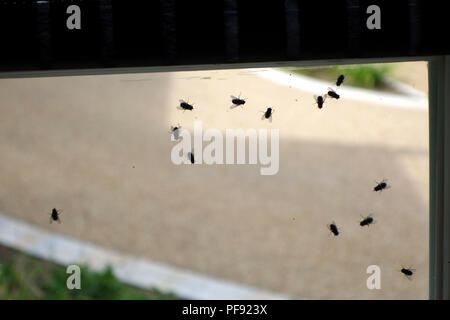 Summer fly infestation sur l'intérieur de la fenêtre. Mouches dans la chambre tout d'un coup Banque D'Images