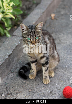 Chat rayé de la rue se trouve sur l'asphalte, à côté d'un enchevêtrement de fils rouge Banque D'Images