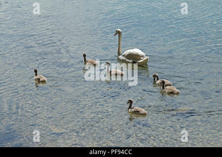 Famille de cygnes, lac Alpsee (Alp), Hohenschwangau, Allgaeu, Bavaria, Germany Banque D'Images