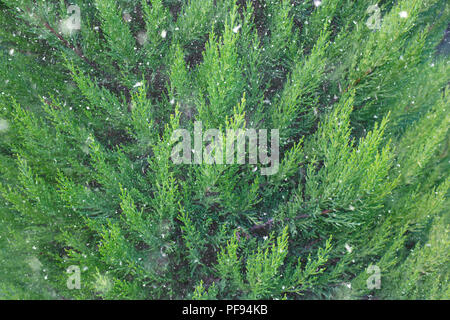 Fond d'hiver dans la neige avec evergreen thuja. Banque D'Images