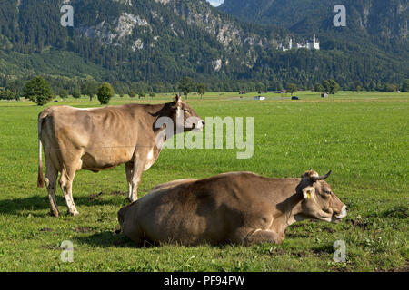 Vaches dans un pré avec le château de Neuschwanstein en arrière-plan, Schwangau, Allgaeu, Bavaria, Germany Banque D'Images