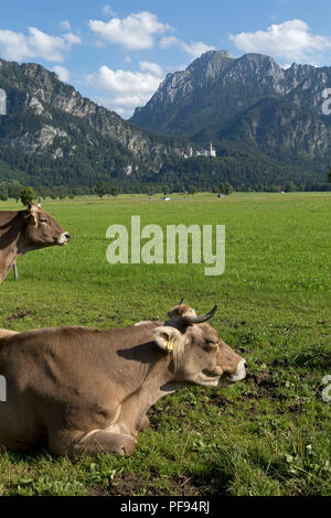 Vaches dans un pré avec le château de Neuschwanstein en arrière-plan, Schwangau, Allgaeu, Bavaria, Germany Banque D'Images