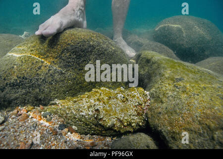 Reef poisson-pierre ou du vrai poisson-pierre (Synanceia verrucosa), le pays le plus venimeux, les poissons à l'eau peu profonde à côté des pieds humains, de l'Atoll d'Ari, l'île Maledive Banque D'Images