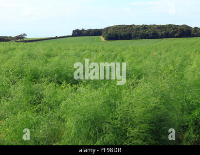 Les asperges, les cultures, les superficies des cultures,vert, paysage, Thornham, North Norfolk, paysage, l'agriculture, de l'agricultura Banque D'Images