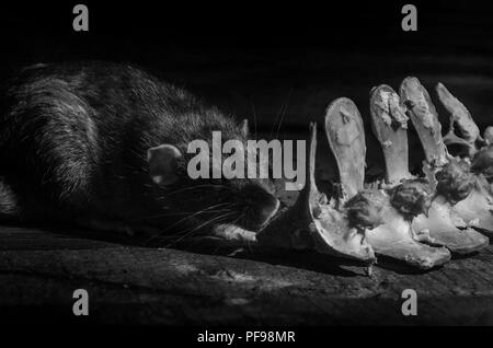 Un rat ronge les os de viande, en noir et blanc. Banque D'Images