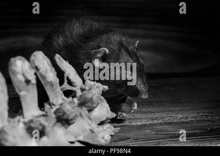 Un rat ronge les os de viande, en noir et blanc. Banque D'Images