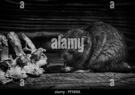 Un rat ronge les os de viande, en noir et blanc. Banque D'Images