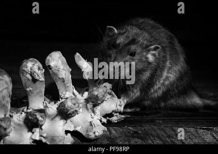 Un rat ronge les os de viande, en noir et blanc. Banque D'Images