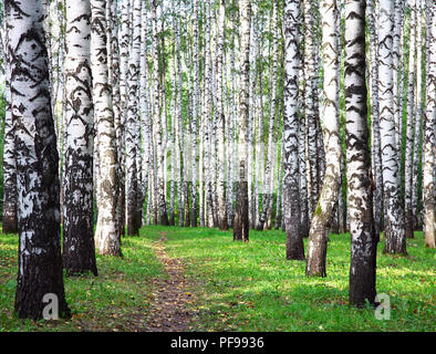 Birch Grove dans les premiers jours de l'automne Banque D'Images