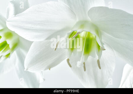 Amazon lily (Eucharis grandiflora). Banque D'Images