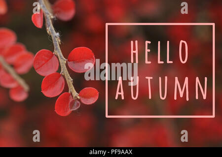 Carte de vœux de l'automne. Cotoneaster feuilles rouges sur fond flou rouge avec message d'lautumn. Banque D'Images