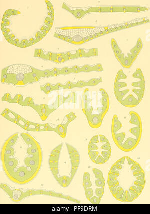 L'expédition Deutsche Südpolar (1901-1903) était une expédition scientifique allemande en Antarctique à bord du Gauss. Il a exploré les régions méridionales du continent, apportant des données précieuses sur la géologie et la biologie de la région. Banque D'Images