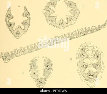 L'image capture une scène de l'expédition polaire sud allemande (1901-1903), menée à bord du navire de recherche *Gauss*. Cette mission, dirigée par Erich von Drygalski, faisait partie des explorations scientifiques de l'Antarctique au début du XXe siècle. L’expédition visait à cartographier le continent et à étudier sa géologie, sa faune et son climat, contribuant ainsi au développement de techniques d’exploration polaire. Banque D'Images