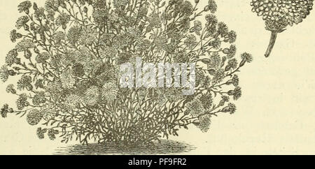 . Deutsche Garten-Zeitung. Le jardinage. 1886. N° 49.] Seneeio pomponicus elegans" - Die DeU. Seneeio pomponicus 579 elegans. Po Gefülltes mpon-Kreuz kraut. Olit figure.) die Anforderungen heutifjen Florblume, une eine niedriger, gedrungener massiger, gleich- Blüthe ununterbrochene, Wuchs- zeit bis zum Herbst, Blüthenreichthum, schöne und forme reine lumineux Farbe der Blumen finden sich nur bei der quelques Sommergewächse vor. Aus diesem Westfalica sind die meisten der früher pour Florblumen einjährigen beliebten gänzlich rapide aus den modernen Ziergärten verdrängt worden. Das Bestreben der Blumen, Banque D'Images