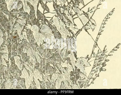 Cette illustration de la Deutsche Garten-Zeitung représente Mina lobata, une plante grimpante avec des fleurs vibrantes, orange à blanc jaunâtre. La plante, photographiée à l'établissement Haag and Schmidt à Erfurt, a été cultivée en Angleterre au début des années 1840, mais a été perdue plus tard dans les jardins britanniques. Ses bourgeons sont rouge foncé, et il se caractérise par son motif de floraison unique. Banque D'Images