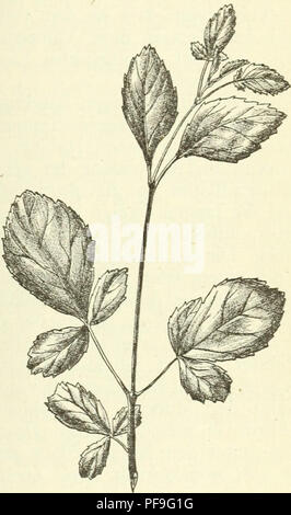 . Deutsche Garten-Zeitung. Le jardinage. Fig. 91. Parvifolia var. monoplivlla Fraxiniis hört. Zoesch. Erlaube ich mir heute noch einige, unverfälschte ungekünstelte Naturspiele vorzuführen, besonders die, die Herren Botaniker dürften interessiren. Ich vor zwei Jahren erhielt aus dem altberühmten verehrten Freundes dossier : Ronald akkerman Parke, des damahgen Regenten von Braunschweig- Hofjägermeister Berrn, F. von Veltheim zu Destedt, unter anderen mes meilleures Zuwendungen Samen auch von einer alten Fraxinus parvi- folia Lam.  = leiiti'scifolia Desf., welche in der Nachbarschaft ^^t x Frax.excelsior var. monophyll Banque D'Images