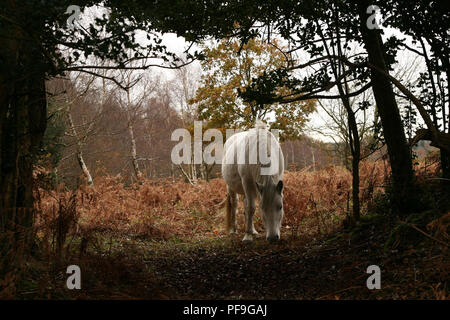 Blanc ou gris sauvages New Forest Pony dans Hampshire UK Banque D'Images