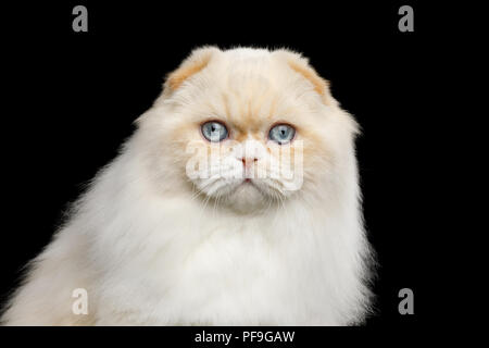 Portrait d'Highland Fold Chat avec d'immenses yeux bleus sur fond noir isolé Banque D'Images