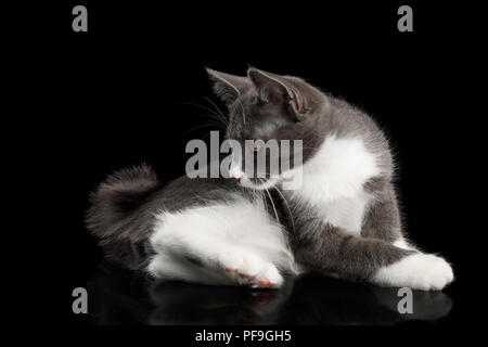 Kurilian Bobtail mignon chaton avec pattes blanches de mensonge et de curieux à la queue, sur fond noir isolé Banque D'Images