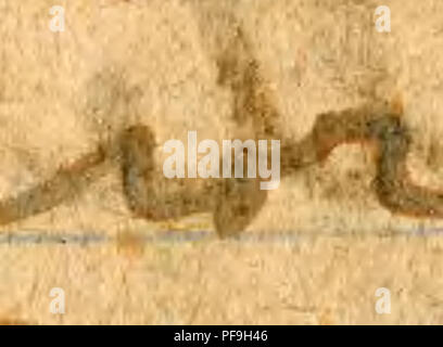 . Journal No. II [2], le 29 janvier 1928-27 mai 1928. L'entomologie, ornithologie, mammalogie ; Ichthyologie ; . . Veuillez noter que ces images sont extraites de la page numérisée des images qui peuvent avoir été retouchées numériquement pour plus de lisibilité - coloration et l'aspect de ces illustrations ne peut pas parfaitement ressembler à l'œuvre originale.. Graham, David Crockett. Banque D'Images