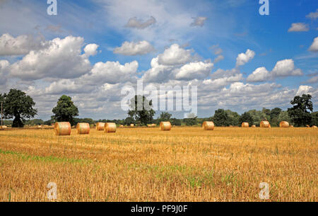 Dans ce paysage de terres agricoles exploitées avec des balles de paille rondes au Norfolk à Freethorpe, Norfolk, Angleterre, Royaume-Uni, Europe. Banque D'Images