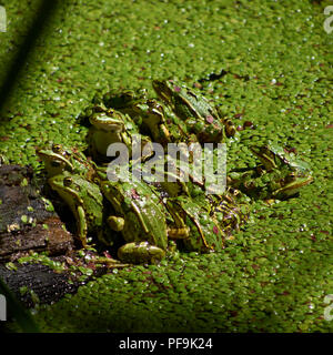 Les grenouilles se sont réunis dans le soleil sur un log Banque D'Images