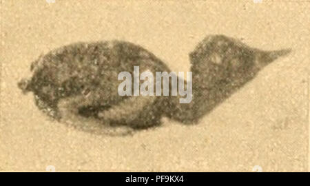 Ce livre se concentre sur les oiseaux de Guyana, Suriname, Cayenne et Demerara, avec des observations détaillées sur leurs comportements de reproduction et de nidification. Il décrit des défis spécifiques tels que l'incubation des œufs et l'impact de l'exposition au soleil sur les nids. Banque D'Images