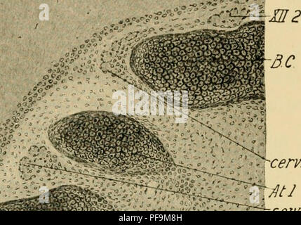 Ce travail de Frank Rattray Lillie couvre les étapes du développement embryonnaire chez les poulets, offrant une introduction approfondie à l’étude de l’embryologie aviaire. Il fournit une compréhension fondamentale de la façon dont les poussins se développent de la fécondation en passant par diverses étapes jusqu'à l'éclosion. Le travail contribue au champ plus large des études embryologiques et est essentiel pour faire progresser les connaissances en biologie du développement. Banque D'Images