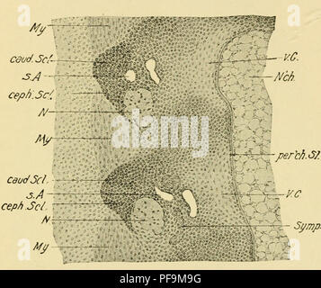 . Le développement du poussin : une introduction à l'embryologie. L'embryologie ; Poulets -- les embryons. Le squelette 415 la région thoracique d'un poussin de 5 jours. La notochorde est sUghtly intervertebrally rétrécies, et la position de l'artère intersegmentaire, des myotomes et nerfs, montre que chaque segment vertébral est constitué de deux composants représentant les sclerotomes. Dans la région de l'arcs neuraux (Fig. 234), la ligne de l'union des composants vertébrale caudale est indiqué par une légère indentation externe au lieu de l'Union européenne, et par l'arrangement des noyaux Banque D'Images