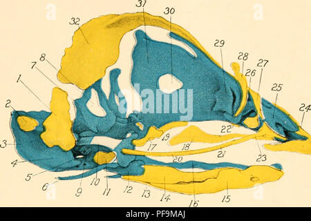 Ce travail de Frank Rattray Lillie fournit une introduction complète au développement embryologique des oiseaux, en se concentrant spécifiquement sur le poussin. Il couvre les étapes du développement, de la fécondation à l'éclosion, contribuant à notre compréhension de l'embryologie des vertébrés et de la biologie du développement. Banque D'Images