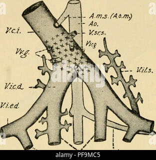 . Le développement du poussin : une introduction à l'embryologie. L'embryologie ; Poulets -- les embryons. 374 LE DÉVELOPPEMENT DU POUSSIN - AO. - - Vsrs, mur, dans la mesure où la connexion directe avec les veines de l'allantoïde n'est pas encore l'esta] :&gt;lishecl. L'orifice d'Arantius reçoit le vitellin- veines mésentériques, et le sang de l'allantoïde par voie de l'subintestinal veine (la dernière entente de très courte durée). C'est ainsi qu'à ce moment tout le sang est mélangé ensemble dans le sinus veineux, à savoir, que l'expo- sée à travers les canaux de Cuvier, probablement, et que veineux reçu par l'orifice du ve Banque D'Images