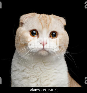 Portrait de Creame Scottish Fold race de chat aux grands yeux Stare dans Appareil photo sur fond noir isolé Banque D'Images